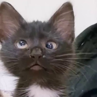 Telegram profile photo for $HUHCAT