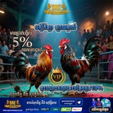 Telegram profile photo for មាន់ជល់ SB24 🐓