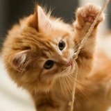 Telegram profile photo for Роскотнадзор 😺