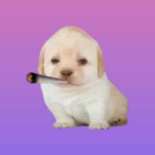 Telegram profile photo for FlashShop