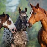 Telegram profile photo for Colored horses and miniature ponies