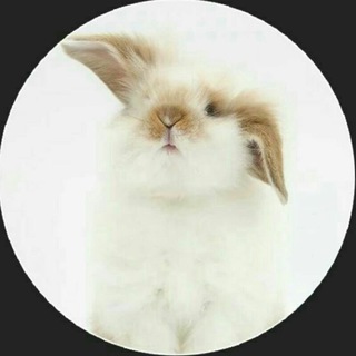 Telegram profile photo for Bunny Gifs