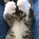 Telegram profile photo for пиреезд