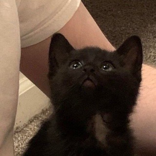 Telegram profile photo for смешные котята и щитпостинг
