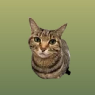 Telegram group profile photo for Mishun's Chat