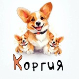 Telegram profile photo for КОРГИЯ