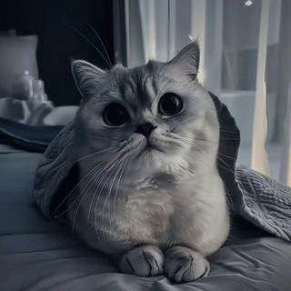 Telegram profile photo for 伤肝肾的小窝