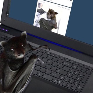 Telegram profile photo for bat after midnight 🕸