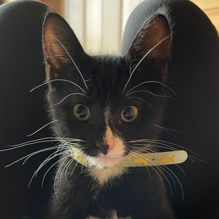 Telegram profile photo for Смешные котики😊