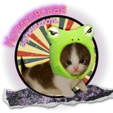 Telegram profile photo for Котиковская глупенькость | Мемы про котов