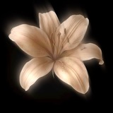Telegram profile photo for ユリの花