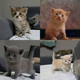 Telegram profile photo for قطتي الصغيرة🥹🐈