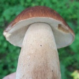 Telegram profile photo for По грибы. Каталог