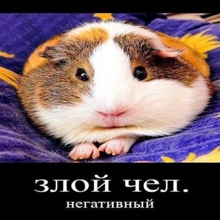 Telegram profile photo for guinea pig daily АРХИВ