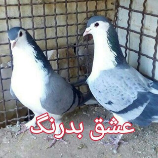Telegram profile photo for کبوتر اصیل اصفهان (دمگیر)