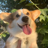Telegram profile photo for vxart