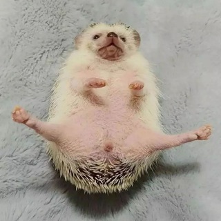 Telegram profile photo for ёжики 🦔