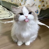 Telegram profile photo for ngiong's