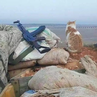 Telegram profile photo for War Reporter
