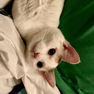 Telegram profile photo for Yoda & Romeo