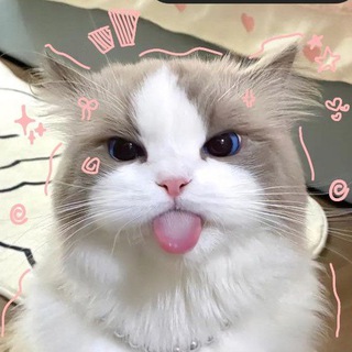 Telegram profile photo for SUI CHANNEL