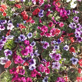 Telegram profile photo for اطلسی