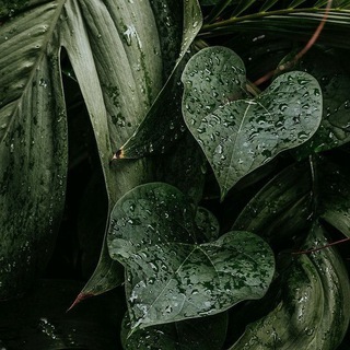 Telegram profile photo for Jadeism 🌿