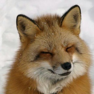 Telegram profile photo for foxes