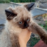 Telegram profile photo for ꒰ 🐈⬛ ꒱𝑾𝒊𝒍𝒅 𝒃𝒆𝒓𝒓𝒊𝒆𝒔 ᡣ . ٜ .ྀ◌ ܸ ݁