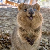 Telegram profile photo for oAustralian