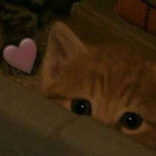Telegram profile photo for υⲏⲫⲟ ⲕⲁⲏⲁⲗ