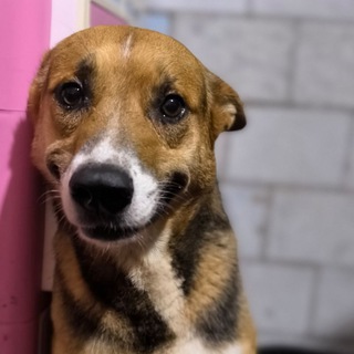 Telegram profile photo for Собаки .Корсаков приют "ХВОСТИК"