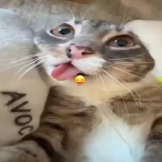 Telegram profile photo for отзывы хиши