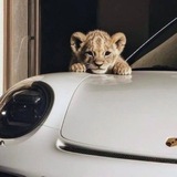 Telegram profile photo for Naive