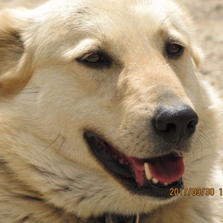 Telegram profile photo for اخبار دوستداران اسو