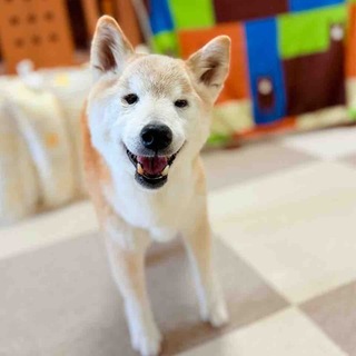 Telegram profile photo for Ringo The blind Shiba Inu $RINGO CHAN