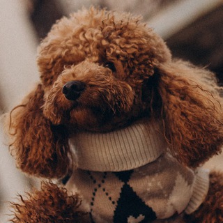 Telegram profile photo for Пуделина - Золотая звёздочка ✨