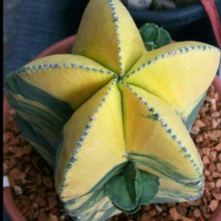 Telegram profile photo for Nina Cactus(1)
