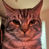 Telegram profile photo for mood solar