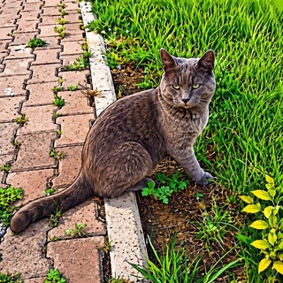 Telegram profile photo for Котики и Кофи🇷🇺
