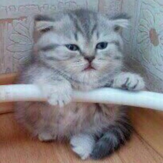 Telegram profile photo for Что мне понравилось