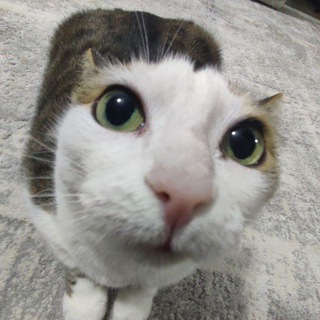 Telegram profile photo for калин келай