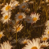 Telegram profile photo for переходник