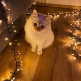 Telegram profile photo for Ведьминка 🐱
