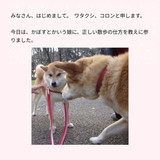 Telegram profile photo for Kabosu's Father $COLON