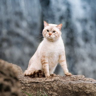 Telegram profile photo for Питомник тайских кошек Noyland