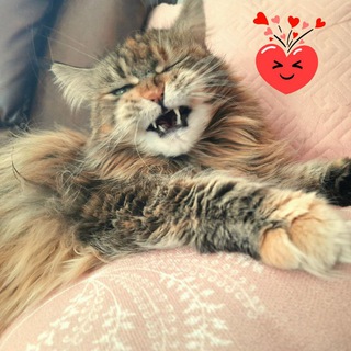 Telegram profile photo for Maine Coon's live