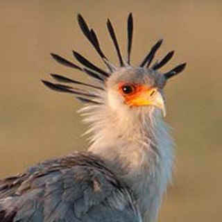Telegram profile photo for Jonjio