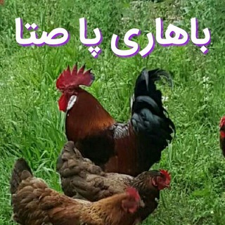 Telegram profile photo for بهاری پا صتا