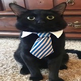 Telegram profile photo for мысли Кузи